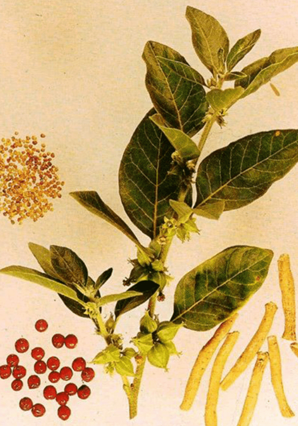 ashwagandha